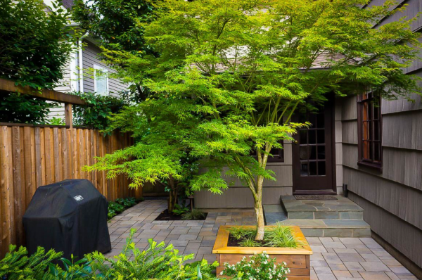 Teras dengan kolam renang kecil dan pohon maple Jepang